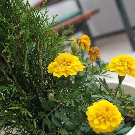 Ondina Apartament *